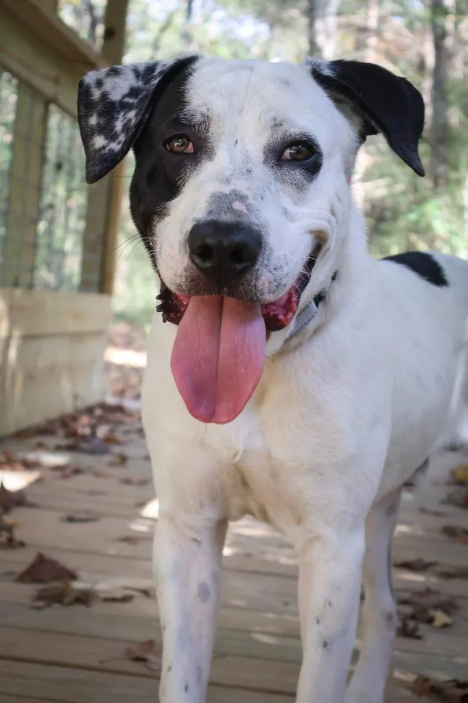 A young large-sized male Mixed Breed dog named Oddie for adoption in Columbia, TN
