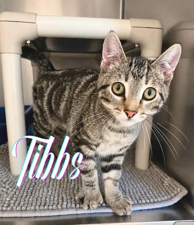 A baby medium-sized male Tabby (Brown / Chocolate) Domestic Short Hair cat named Tibbs for adoption in Nevada, IA