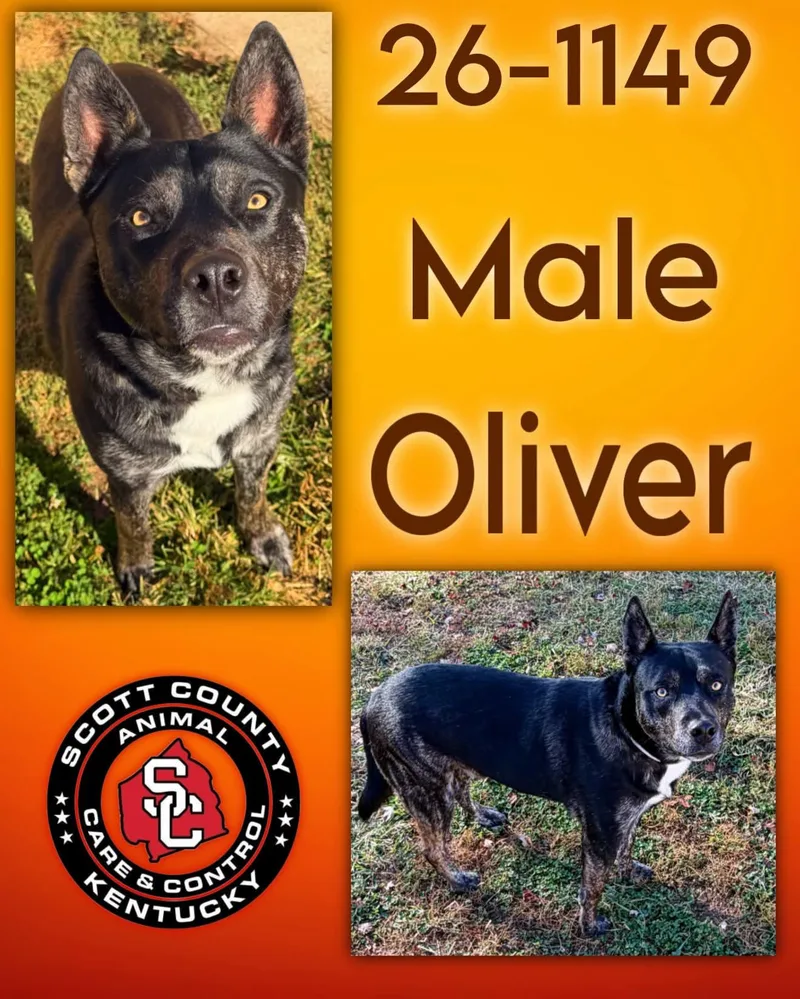 An adult large-sized male Husky dog named Oliver for adoption in Georgetown, KY
