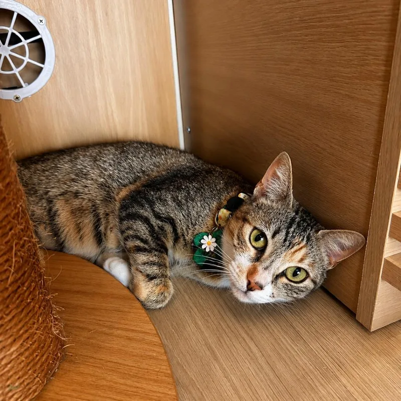 A young small-sized female Calico Domestic Short Hair cat named Mazie for adoption in Tustin, CA