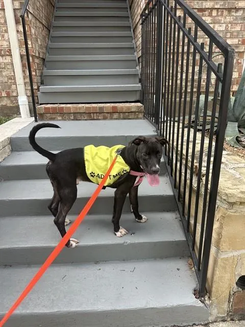 A young large-sized male Mixed Breed dog named Marvin for adoption in Dallas, TX