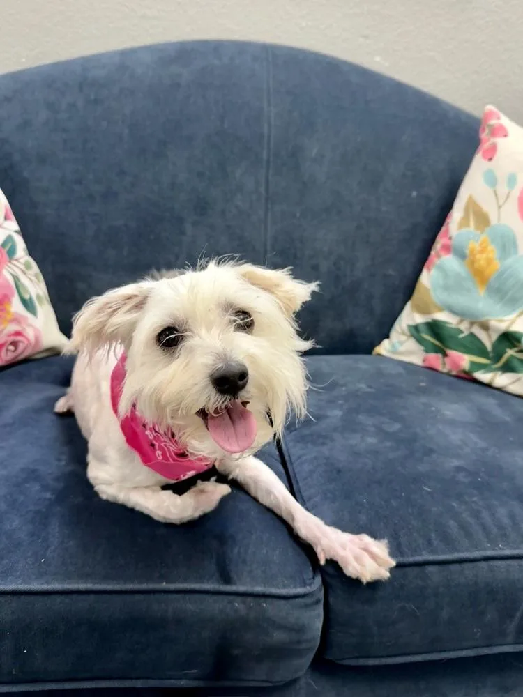 A young small-sized female White / Cream Mixed Breed dog named Peanut for adoption in San Leon, TX