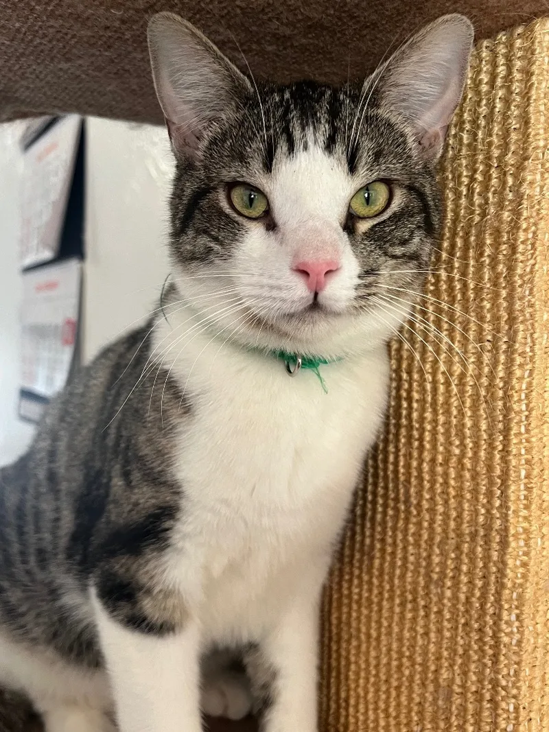 An adult medium-sized male White Domestic Short Hair cat named Astro for adoption in San Jose, CA