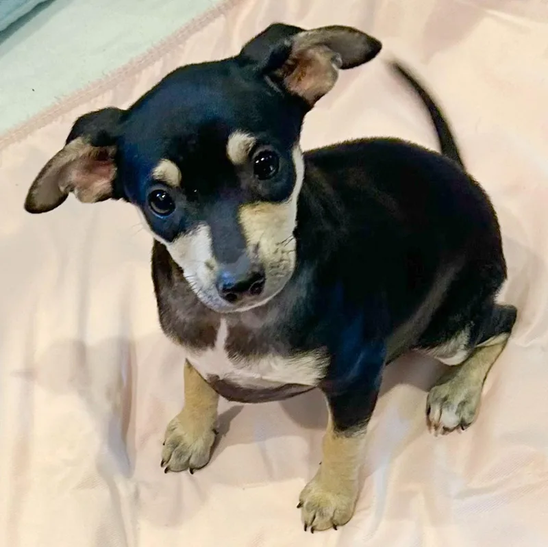 A baby small-sized female Black Chihuahua dog named Patricia for adoption in Albany, NY