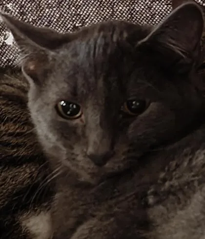 A young medium-sized male Domestic Short Hair cat named Pixar for adoption in Shawano, WI