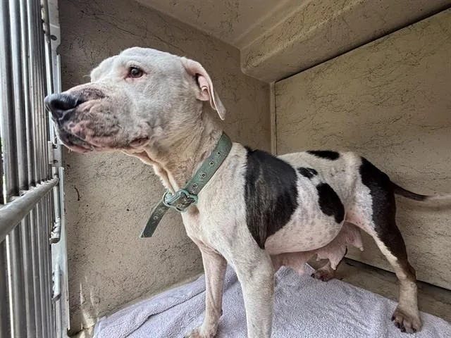 An adult medium-sized female Pit Bull Terrier dog named Darla for adoption in Oklahoma City, OK