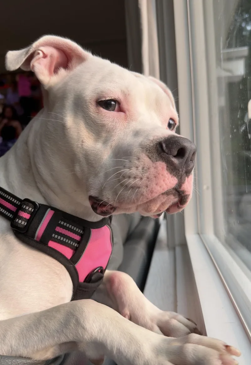 Maggie thumbnail 6