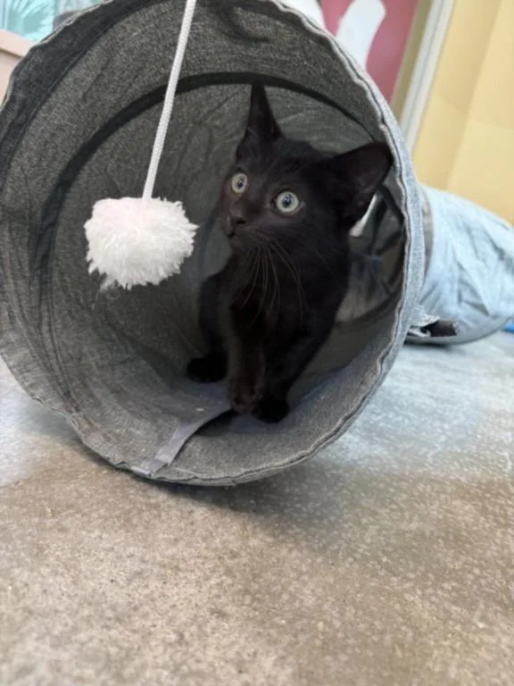 A baby small-sized male Domestic Short Hair cat named Marlin for adoption in Texas City, TX