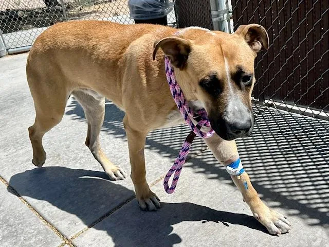 An adult large-sized male German Shepherd Dog dog named Bumper for adoption in Tucson, AZ