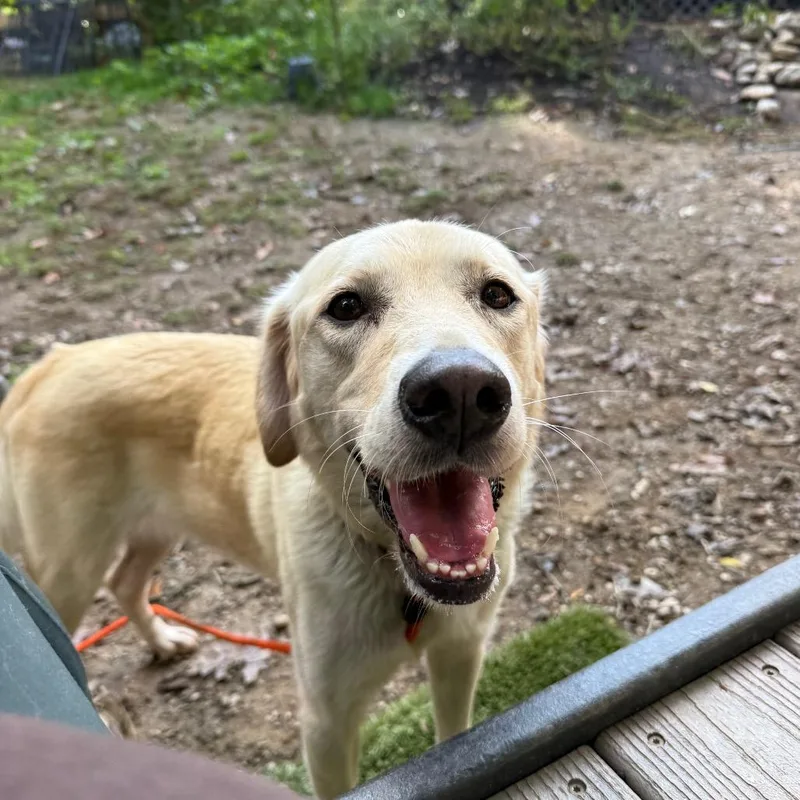 An adult medium-sized female Yellow / Tan / Blond / Fawn Yellow Labrador Retriever dog named Wendy for adoption in West Chester, PA