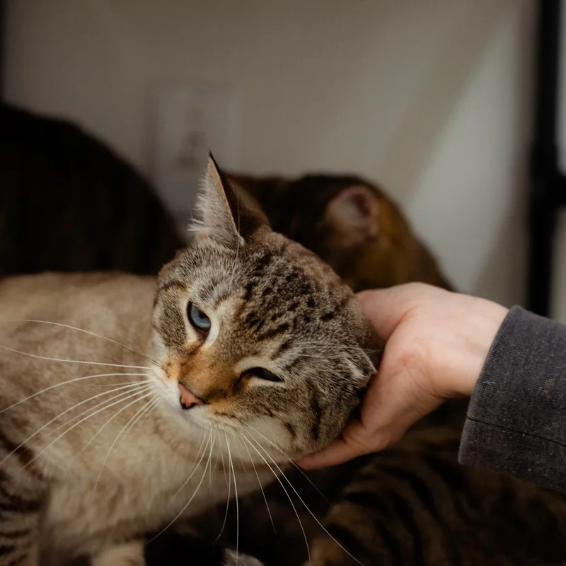 An adult medium-sized male Domestic Short Hair cat named Shredded Wheat for adoption in Warwick, RI