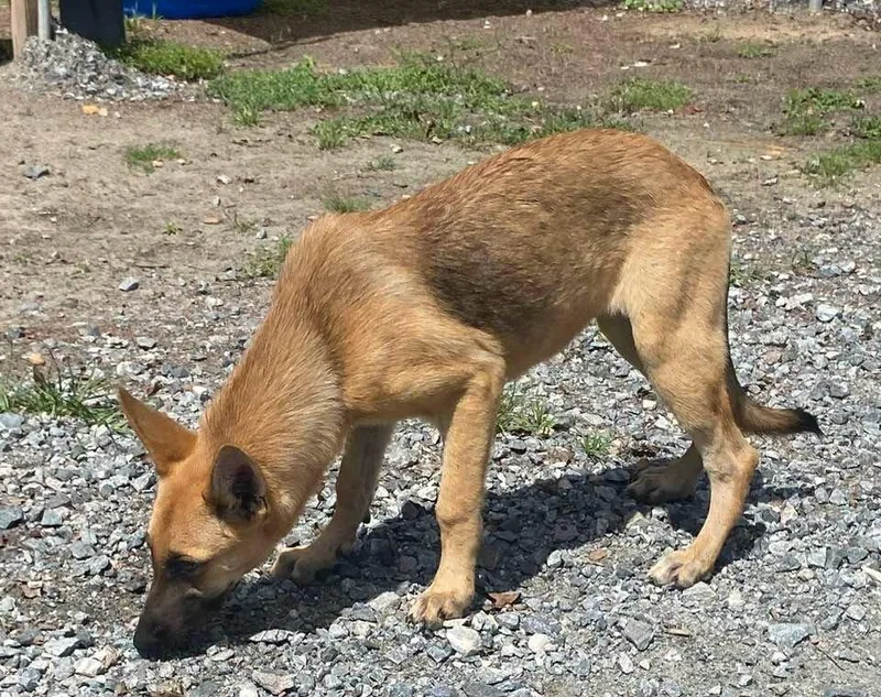 A baby large-sized female Mixed Breed dog named Athena for adoption in Lakeland, GA