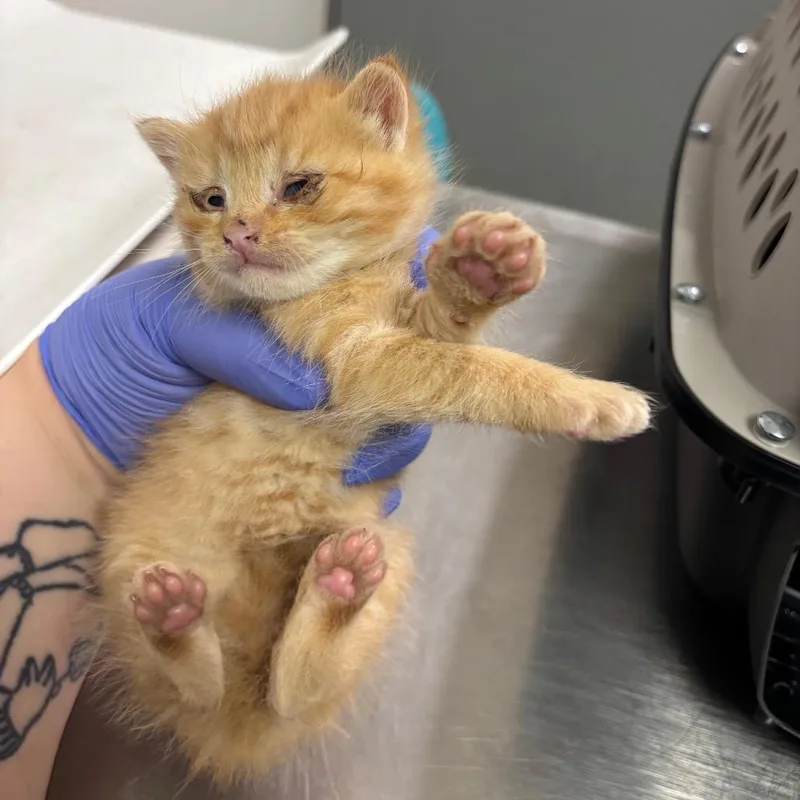 A baby small-sized female Orange / Red Domestic Medium Hair cat named Chirp for adoption in Charleston, WV