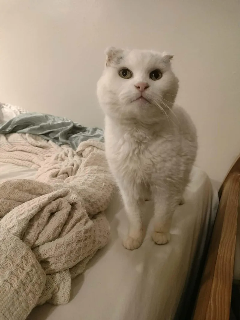 A senior medium-sized female White Domestic Short Hair cat named Marilyn for adoption in Pittsburgh, PA