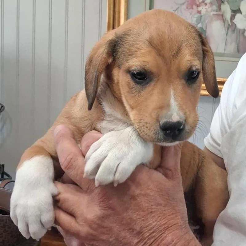 A baby medium-sized female Hound dog named Phoebe for adoption in Albany, NY