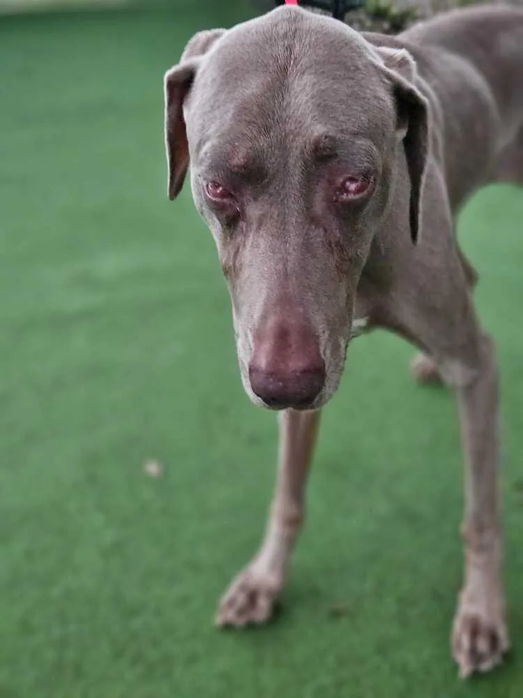 An adult medium-sized female Gray / Blue / Silver Weimaraner dog named Penny for adoption in Lakeland, FL