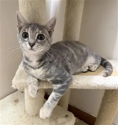 A baby small-sized female Domestic Short Hair cat named Tai Lung for adoption in Hagerstown, MD