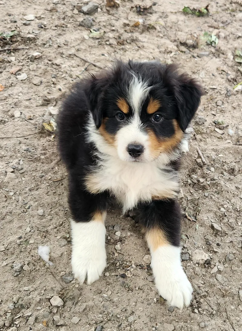 A baby small-sized male Australian Shepherd dog named Thunder for adoption in Liberty Center, OH