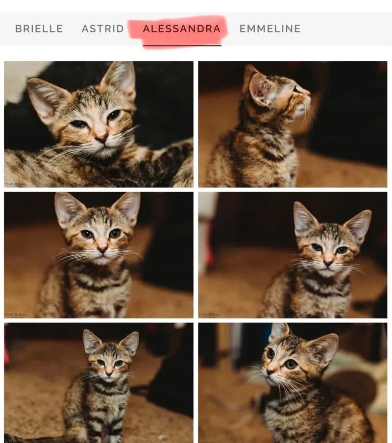 A baby small-sized female Domestic Short Hair cat named Alessandra for adoption in Mustang, OK