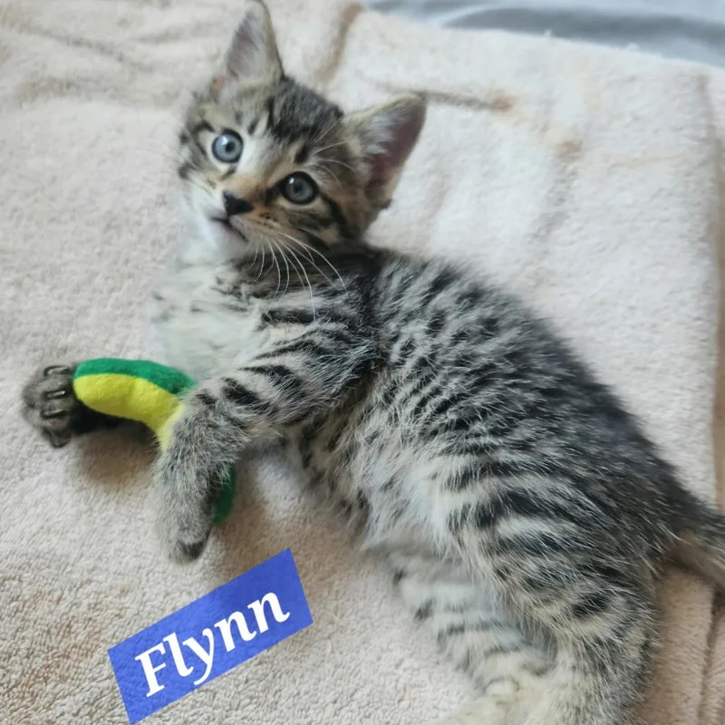 A baby small-sized male Gray / Blue / Silver Domestic Short Hair cat named Flynn for adoption in La Grange, KY