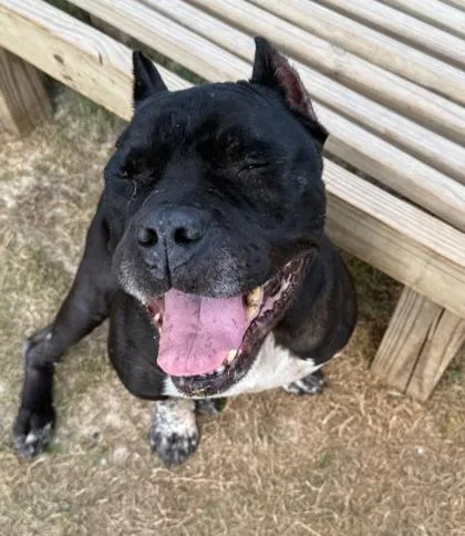 An adult large-sized male Pit Bull Terrier dog named Servo for adoption in Atlanta, GA