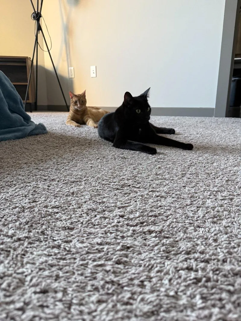An adult medium-sized male Domestic Short Hair cat named Comet for adoption in Raleigh, NC