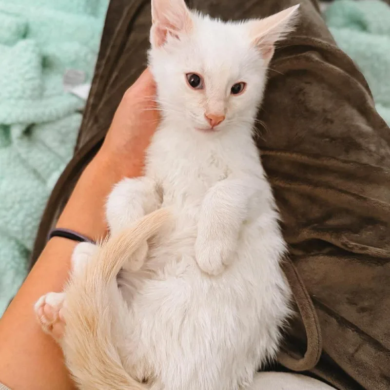 A baby small-sized male Flame Point Domestic Short Hair cat named Egg Nog Jessup for adoption in Eagle Mountain, UT
