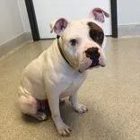 An adult medium-sized male Black Mixed Breed dog named Spike for adoption in Lansing, MI