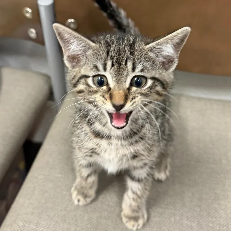 A baby small-sized male Gray / Blue / Silver Domestic Short Hair cat named Sport for adoption in Midland, TX
