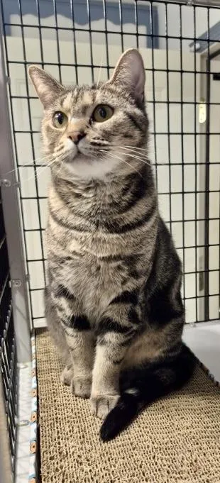 An adult medium-sized female Domestic Short Hair cat named Aggie for adoption in Jeffersonville, IN