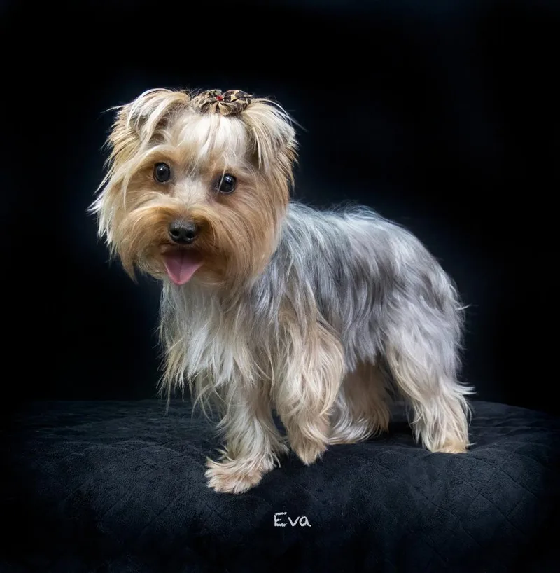 A young small-sized female Yorkshire Terrier dog named Eva for adoption in Hot Springs Village, AR