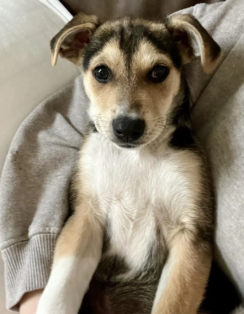 A baby medium-sized male Brown / Chocolate Hound dog named Knox for adoption in Greenlawn, NY