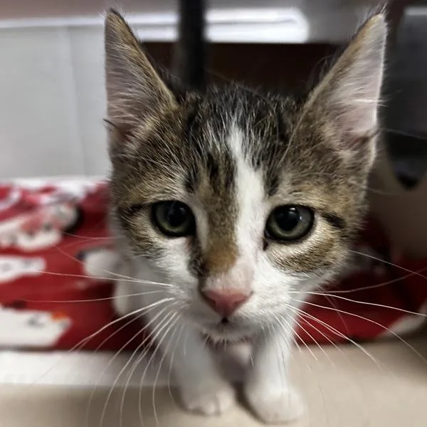 A baby small-sized male Domestic Short Hair cat named Graham Cracker for adoption in Oakland, CA