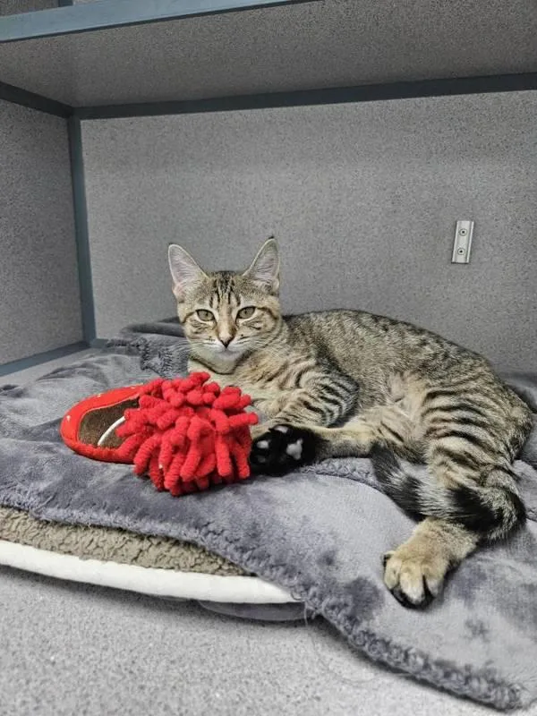 A baby small-sized female Domestic Short Hair cat named Eve for adoption in Skillman, NJ