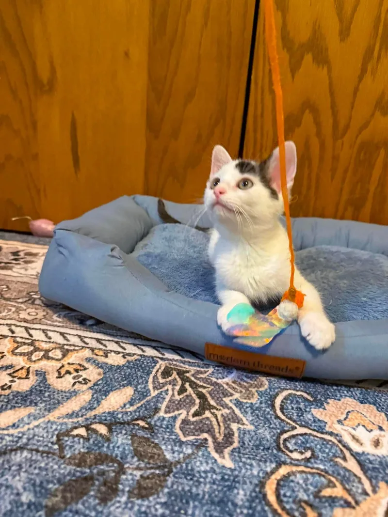A baby small-sized female White Domestic Short Hair cat named Bugatti for adoption in Stoughton, WI