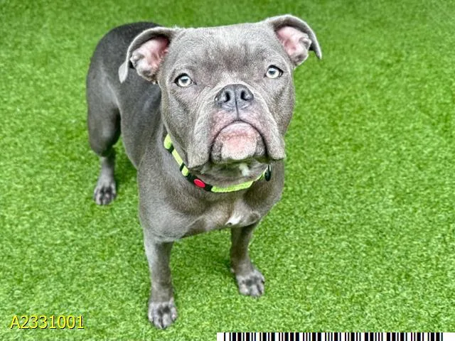 A young small-sized female Mixed Breed dog named Meeka for adoption in West Palm Beach, FL