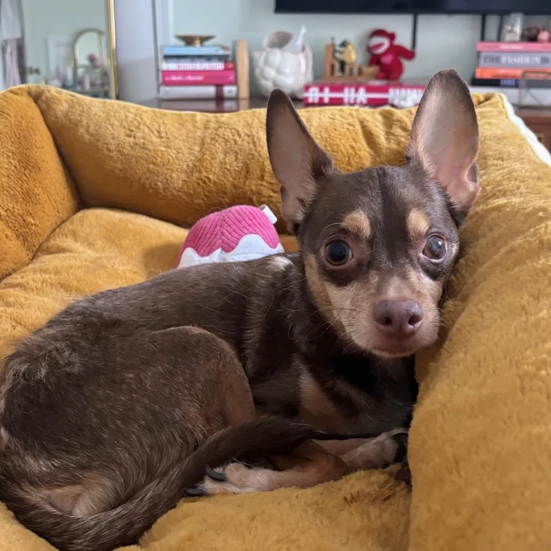 A senior small-sized male Yellow / Tan / Blond / Fawn Chihuahua dog named Hershey for adoption in Austell, GA