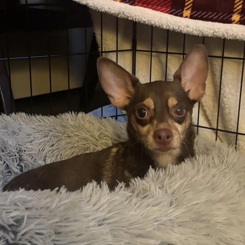 Hershey thumbnail 2