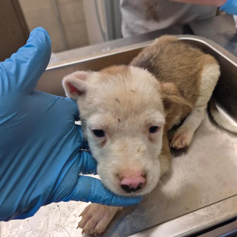 A baby small-sized female White / Cream Pit Bull Terrier dog named Preya for adoption in Birmingham, AL