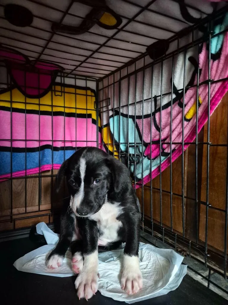 A baby medium-sized male Mixed Breed dog named Larry for adoption in Center, TX