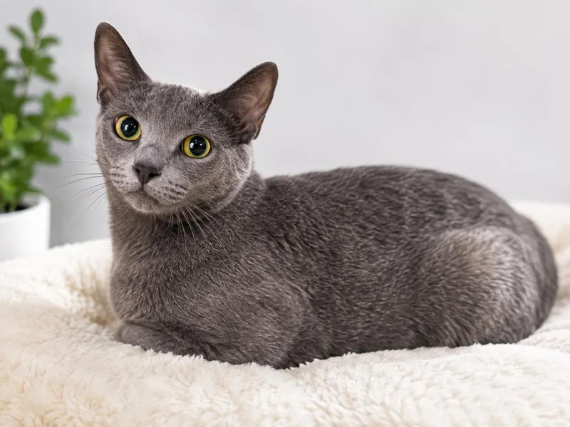 A young medium-sized female Domestic Short Hair cat named Moon for adoption in Canton, CT