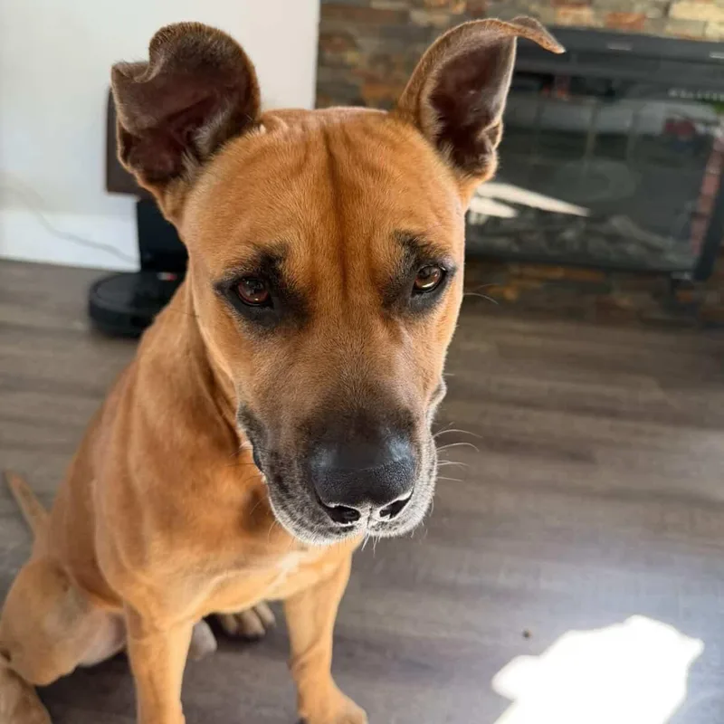 An adult medium-sized male Black Mouth Cur dog named Bodhi for adoption in New York, NY