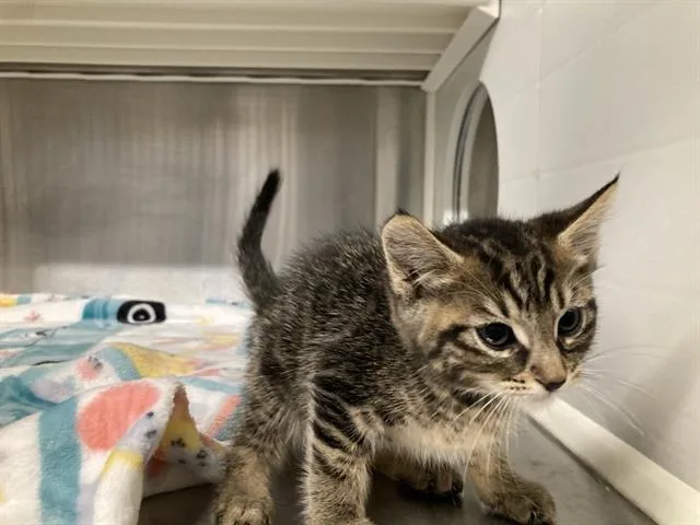 A baby small-sized male Domestic Short Hair cat named Orange Juice for adoption in Tustin, CA