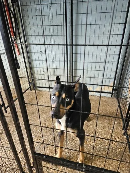 An adult medium-sized female Siberian Husky dog named Penny for adoption in Mobile, AL