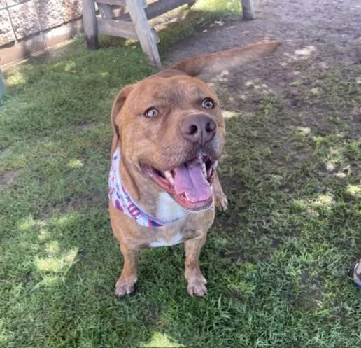 An adult large-sized male Pit Bull Terrier dog named Palmer for adoption in Tulsa, OK