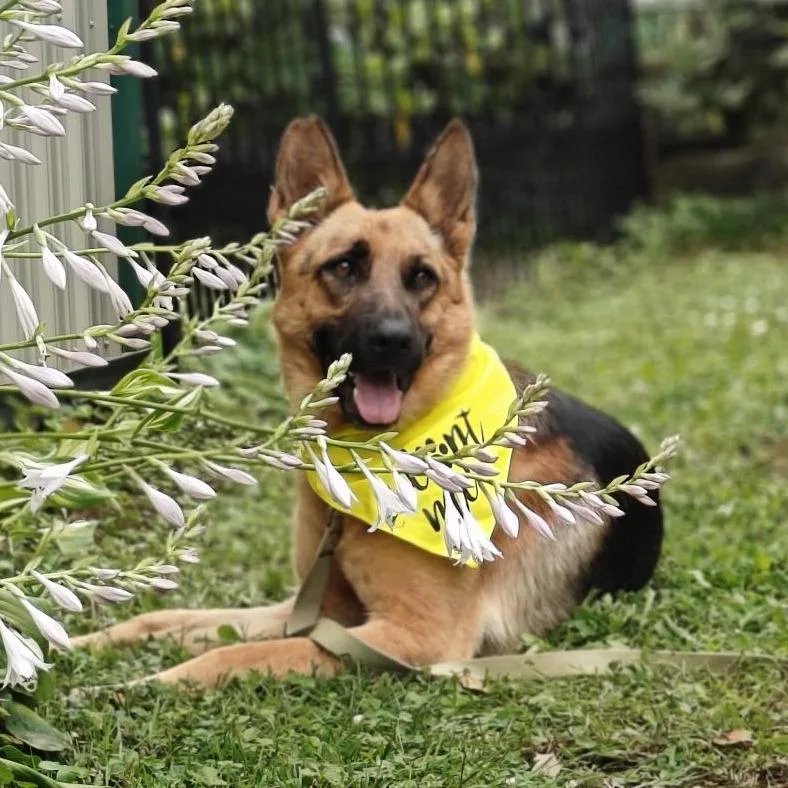 An adult large-sized male Black German Shepherd Dog dog named Marlin for adoption in New Ringgold, PA