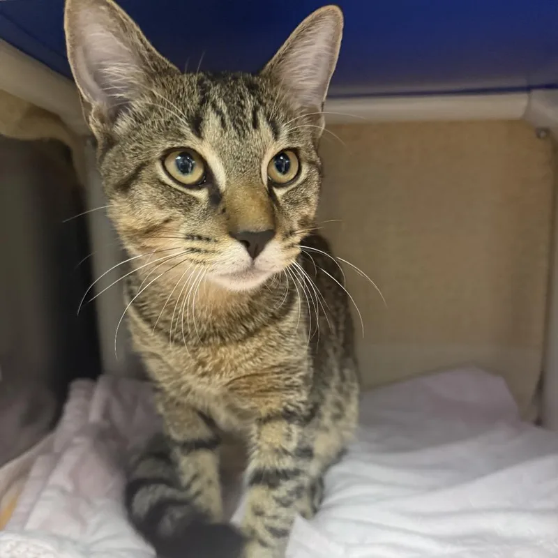A young medium-sized male Brown / Chocolate Domestic Short Hair cat named Pasho for adoption in Springfield, MA