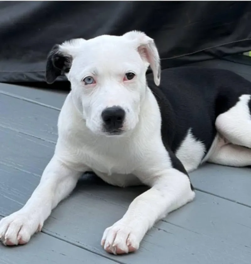 A baby medium-sized female Labrador Retriever dog named Raya for adoption in Berlin, NJ