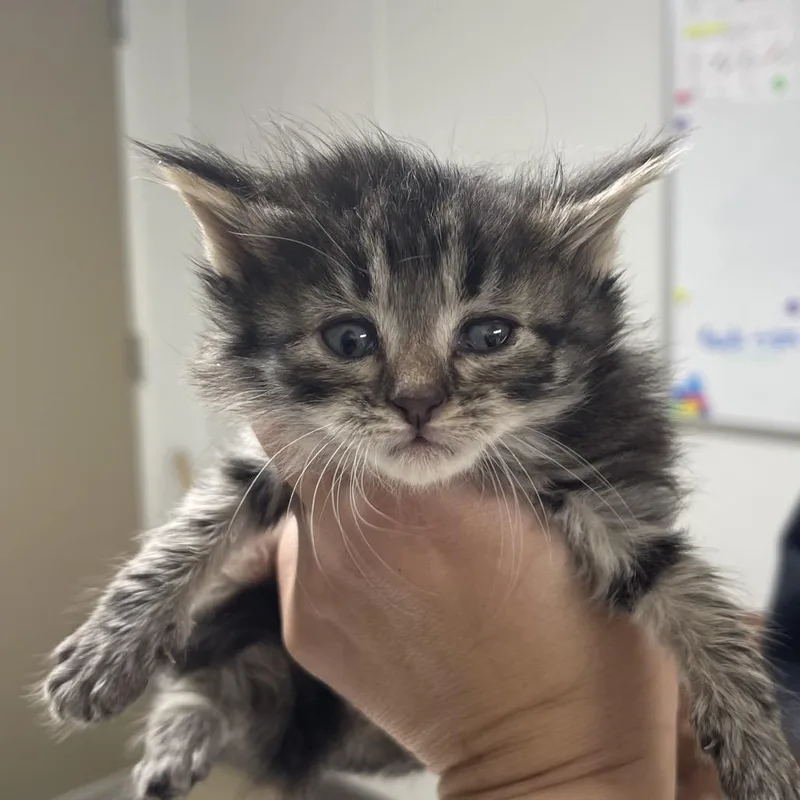 A baby small-sized female Black Domestic Short Hair cat named Hazel for adoption in Canton, IL