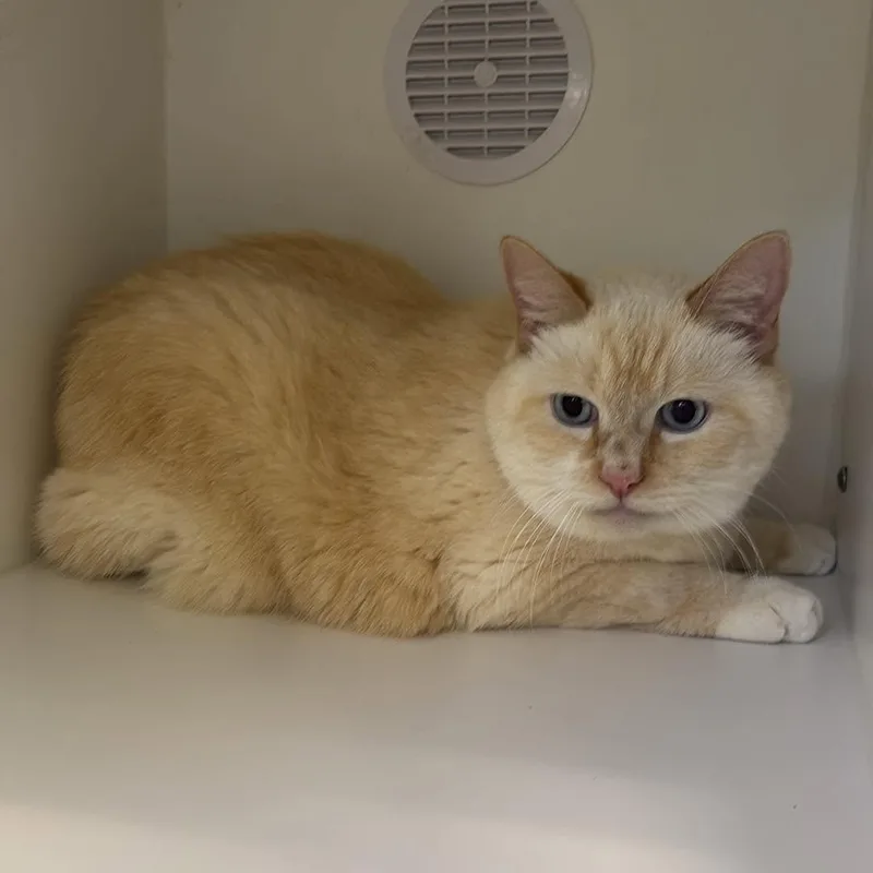 A senior large-sized male Flame Point Domestic Short Hair cat named Lumiere for adoption in Fall River, MA